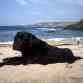 OSO MARINO EN ASTURIAS LA PEXOTA